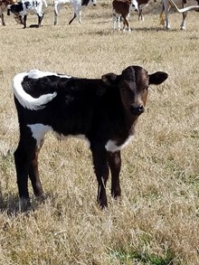 LSL BOWL'S GOLD BULL CALF