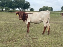 RMR GAUCHO'S INTENTION